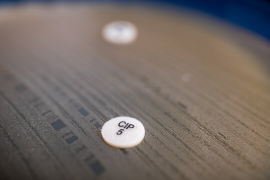 Bacterial Susceptibility Testing via Kirby-Bauer Disk Diffusion Assay