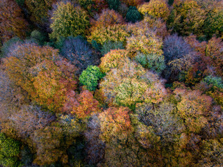 Drone Image Of Autumn Colours In Woodland Around Stonesfield Common, Oxfordshire