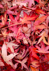 Colourful Autumn Leaves In The Grounds Of An English Country Mansion