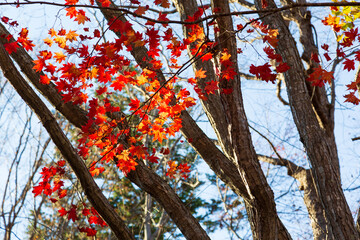 Autumn leaves in Sapporo