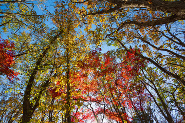 Autumn leaves in Sapporo