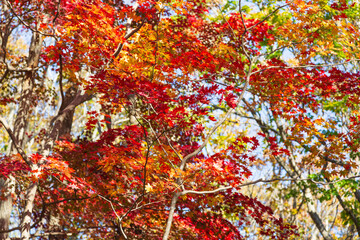 Autumn leaves in Sapporo