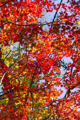 Autumn leaves in Sapporo
