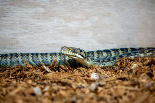 カーペットニシキヘビの横顔 クローズアップと鱗のディテール