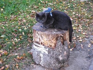 grey cat with a backpack on its back sits on a stump
