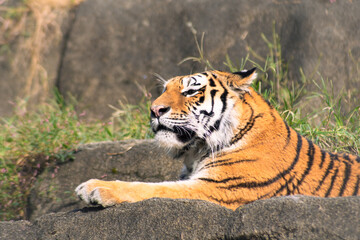 Naklejka premium 日向ぼっこで眠そうなトラ 穏やかな休息