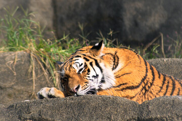 Naklejka premium 日向ぼっこで眠そうなトラ 穏やかな休息