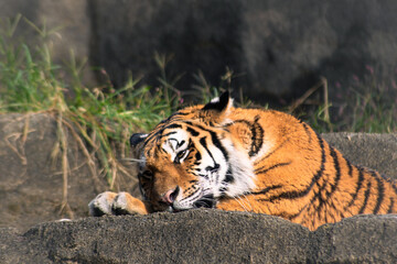 Naklejka premium 日向ぼっこで眠そうなトラ 穏やかな休息