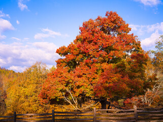 Beautiful large deciduous tree in autumn against a bright blue sky on the Blue Ridge Parkway in the US State of Virginia; copy space