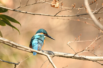 冬枯れの森にカワセミ