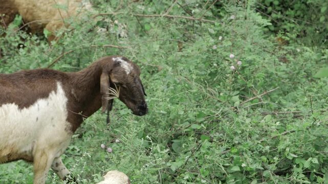 Goat Grazing in the Wild - A Natural Scene