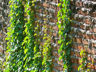 Sunlit green vines climb an aged brick wall, creating rich texture and contrast—perfect for backgrounds, eco themes, architecture, gardening, and rustic lifestyle visuals.
