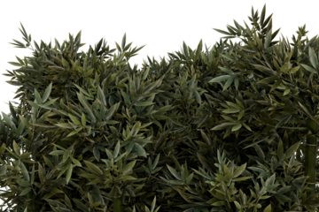 Dense, lush green foliage with numerous narrow leaves forms a vibrant, natural backdrop isolated. Cutout image of abundant plant life