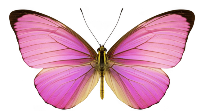 Butterfly isolated on transparent background