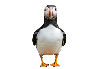 Isolated Puffin Portrait Adorable seabird with orange beak standing looking forward in studio