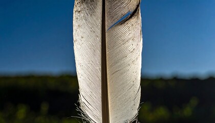 Close-up feather against blue sky