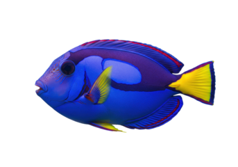 Isolated Regal Tang swims in water, colorful sea animal, ocean fauna, blue fish, pet trade
