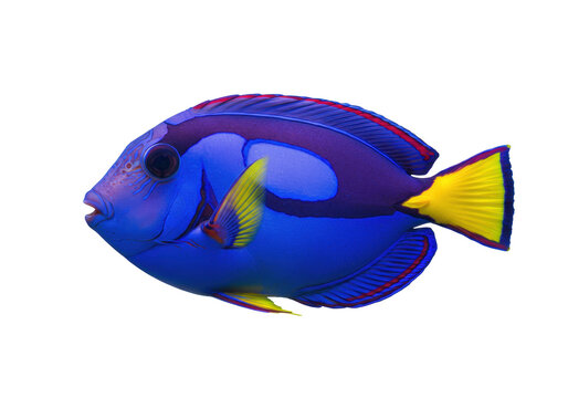 Isolated Regal Tang swims in water, colorful sea animal, ocean fauna, blue fish, pet trade