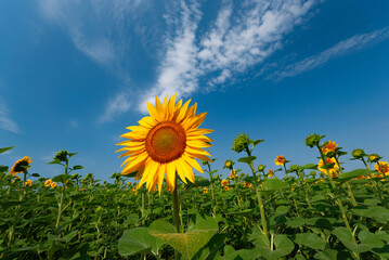 Bright Sunflower Field Under Blue Sky