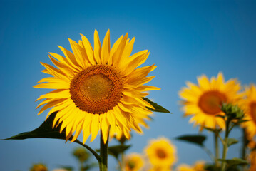 Golden Sunflowers Against a Clear Blue Sky
