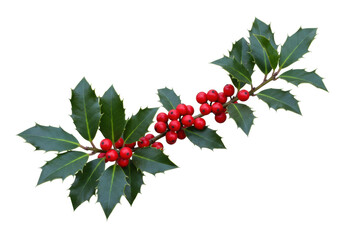 Isolated holly branch with bright red berries, Christmas decoration element, natural colors