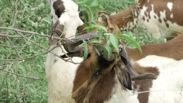 Goat Grazing - A Moment in the Wild