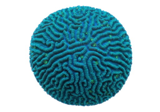 Isolated Brain Coral Specimen, Marine Life, Underwater, Aquarium, Reef, Biology Concept