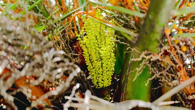 Dates fruit flowers between the leaves