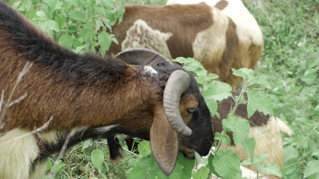 Grazing Goat's Gourmet Grazing - A Taste of the Wild