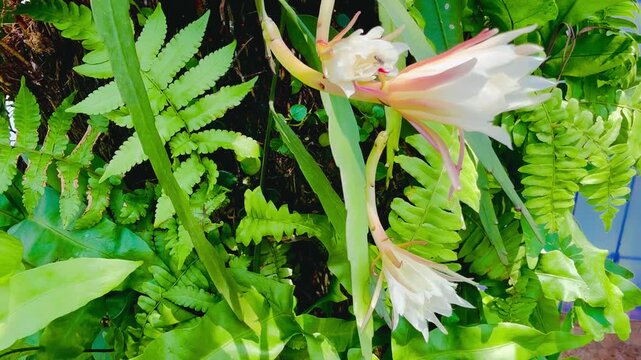 Cereus flowers and ferns 