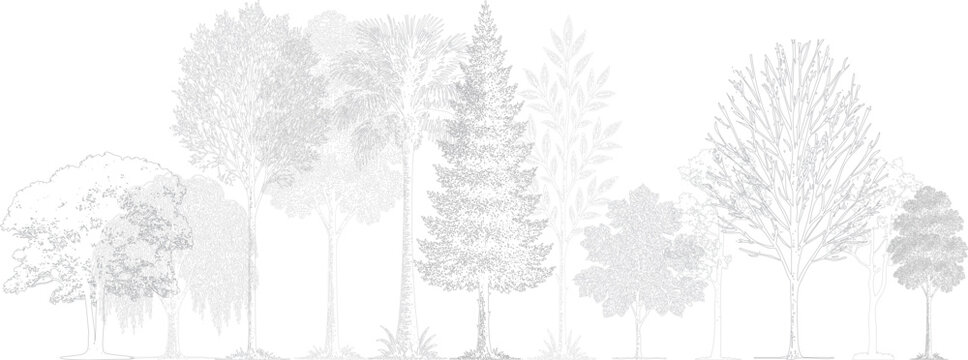 Architectural landscape elevation drawing with detailed tree collection. Realistic black and white line art showing various tropical and deciduous trees in minimal technical style.  
