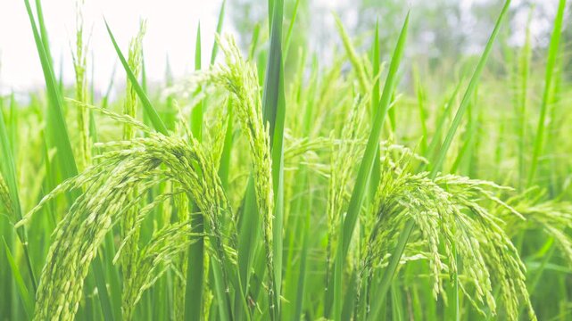 Green Rice Plant Ears Close-Up in Agricultural Field - Crop Farming and Grain Cultivation