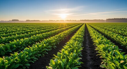 Sunlit Agricultural Fields: A Breathtaking Vista Of Crop Rows Under Golden Sunrise