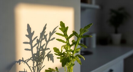 Sunlit Arugula Plant and Its Elegant Shadow Cast On a Neutral Wall Surface