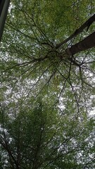 green forest in the morning