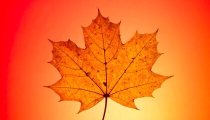 Obraz premium Autumn leaf in warm light