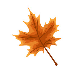 Single orange maple leaf in autumn colors. Vector hand drawn illustration for fall decor, packaging design, seasonal print, Halloween or Thanksgiving card, sticker