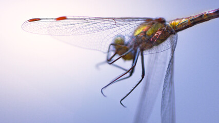 Macro of a dragonfly's translucent wing and body against a soft, minimalist background. Focus on the fine venation, capturing the insect's delicate structure and metallic colors.