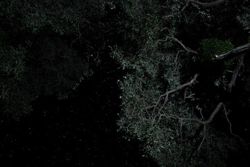 Starry night sky with Milky Way above forest trees