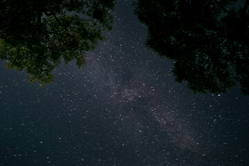 Starry night sky with Milky Way above forest trees