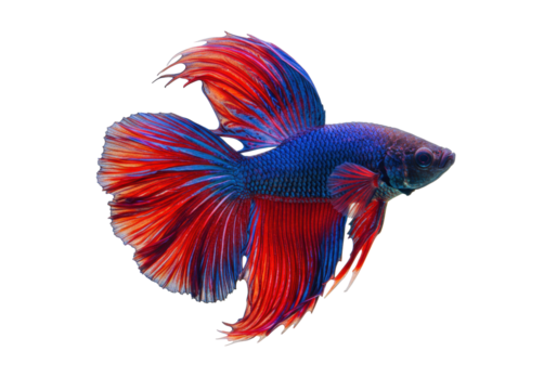 Isolated vibrant male Betta fish, iridescent, beautiful color and flowing fins, aquatic pet