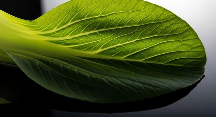 Vibrant Bok Choy Leaf Detail Showcasing Exquisite Vein Structure and Natural Shine