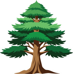 Cedar tree