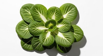 Vibrant Bok Choy Showing Fresh Green Leaves And Delicate Vein Structures Close Up