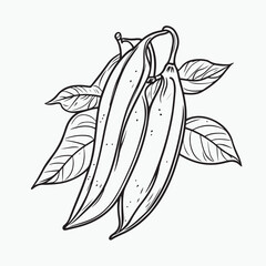 bean vector illustration