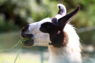 Close-up of an Andean llama in a sunny setting