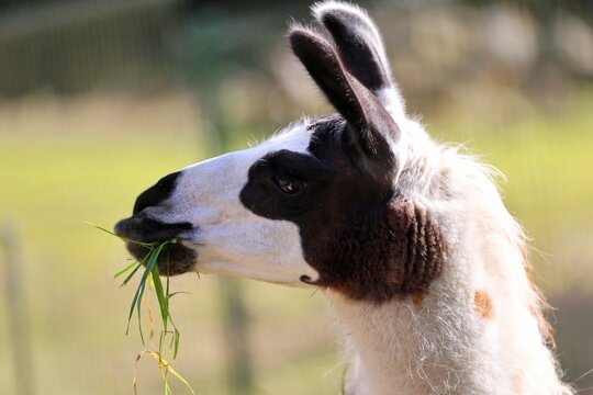 Close-up of an Andean llama in a sunny setting