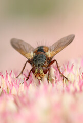 Frontal macro portrait of a fly (Diptera) resting on a pink Sedum (Stonecrop) flower head. Sharp focus on the compound eyes and fuzzy body against a soft, colorful background.
