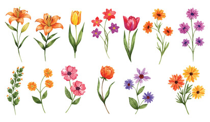 Vibrant watercolor floral collection featuring beautiful spring flowers, botanical elements, and hand-painted blossoms for decorative designs and natural art projects.