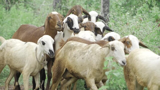 A Flock of Goblet goats grazing in the forest